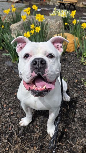 Wilbert Newark, Adult Male American Bulldog