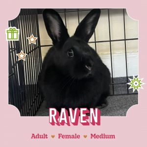 RAVEN We are looking for a very special family for Raven This beautiful girl came to the county she