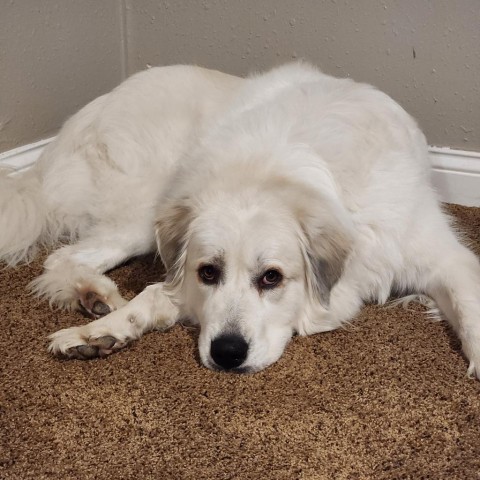 Betty White, an adoptable Great Pyrenees in Rochester, MN, 55903 | Photo Image 1