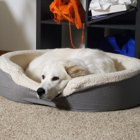 Betty White, an adoptable Great Pyrenees in Rochester, MN, 55903 | Photo Image 2