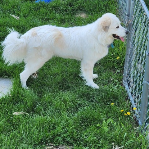Betty White, an adoptable Great Pyrenees in Rochester, MN, 55903 | Photo Image 3