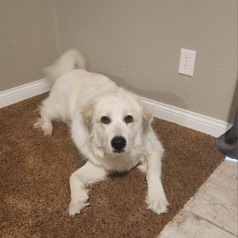 Betty White, an adoptable Great Pyrenees in Rochester, MN, 55903 | Photo Image 5