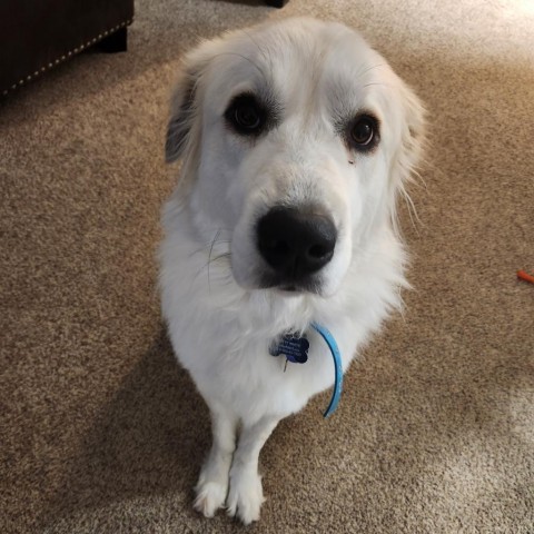 Betty White, an adoptable Great Pyrenees in Rochester, MN, 55903 | Photo Image 6