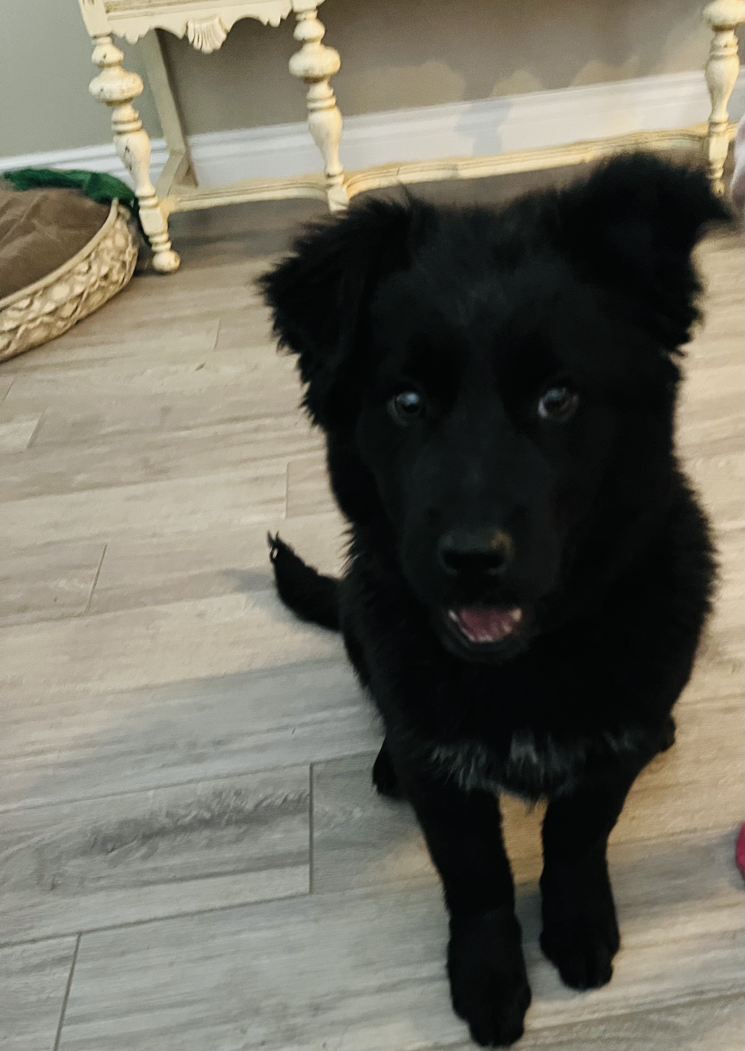 Bear, an adoptable Australian Shepherd in Castle Dale, UT, 84513 | Photo Image 1