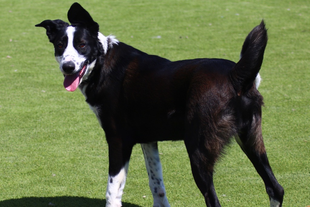 Simba, an adoptable Border Collie in Heber City, UT, 84032 | Photo Image 1