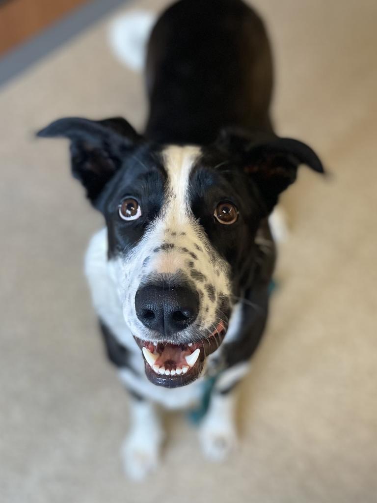 Simba, an adoptable Border Collie in Heber City, UT, 84032 | Photo Image 2