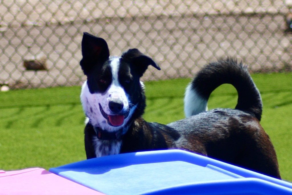 Simba, an adoptable Border Collie in Heber City, UT, 84032 | Photo Image 3