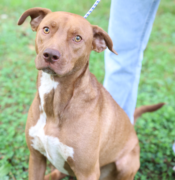 Art, an adoptable Pointer, Pit Bull Terrier in Versailles, KY, 40383 | Photo Image 3