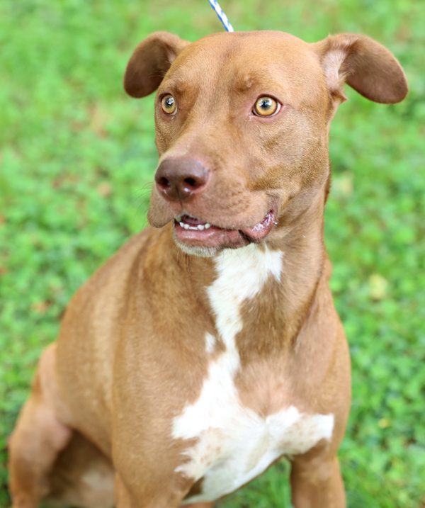 Art, an adoptable Pointer, Pit Bull Terrier in Versailles, KY, 40383 | Photo Image 6