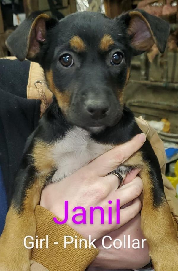 Janil