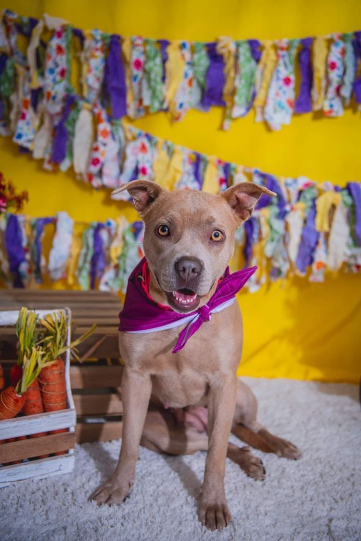 Daisy Jones, an adopted American Staffordshire Terrier Mix in Newcastle, OK_image-5