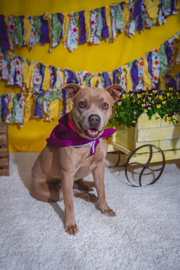 Daisy Jones, an adopted American Staffordshire Terrier Mix in Newcastle, OK_image-6