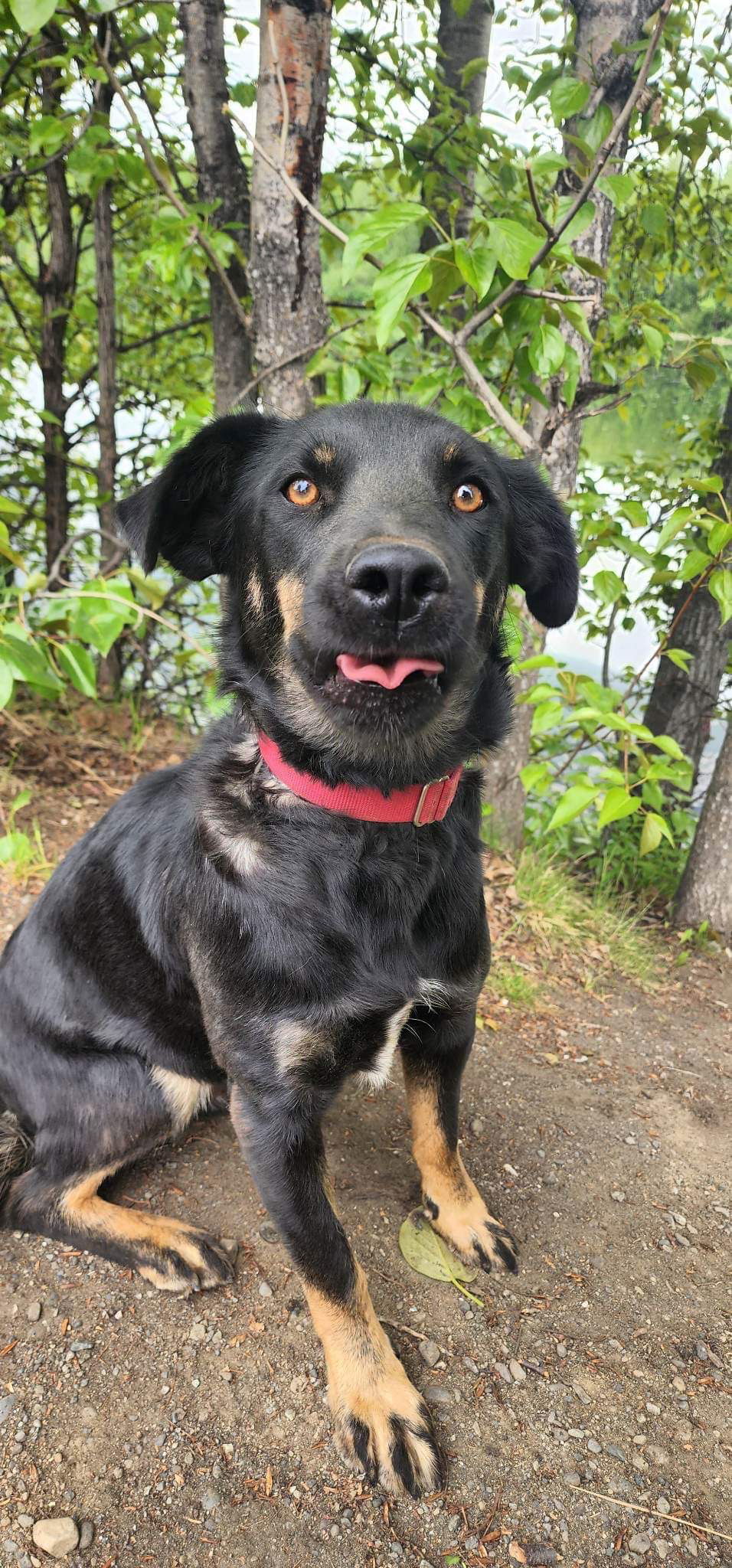 Chubby, an adoptable Husky in Anchorage, AK, 99503 | Photo Image 1