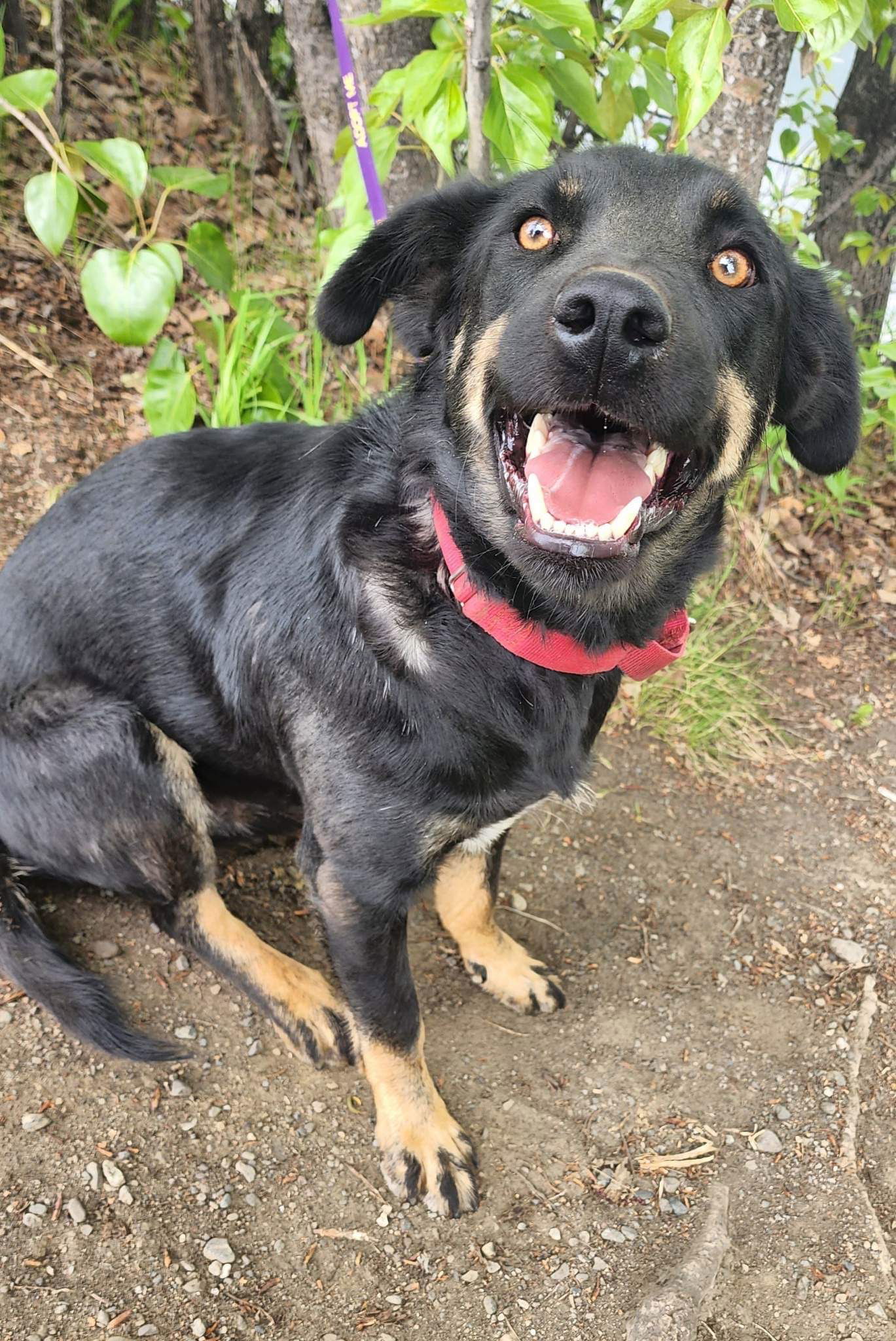 Chubby, an adoptable Husky in Anchorage, AK, 99503 | Photo Image 2