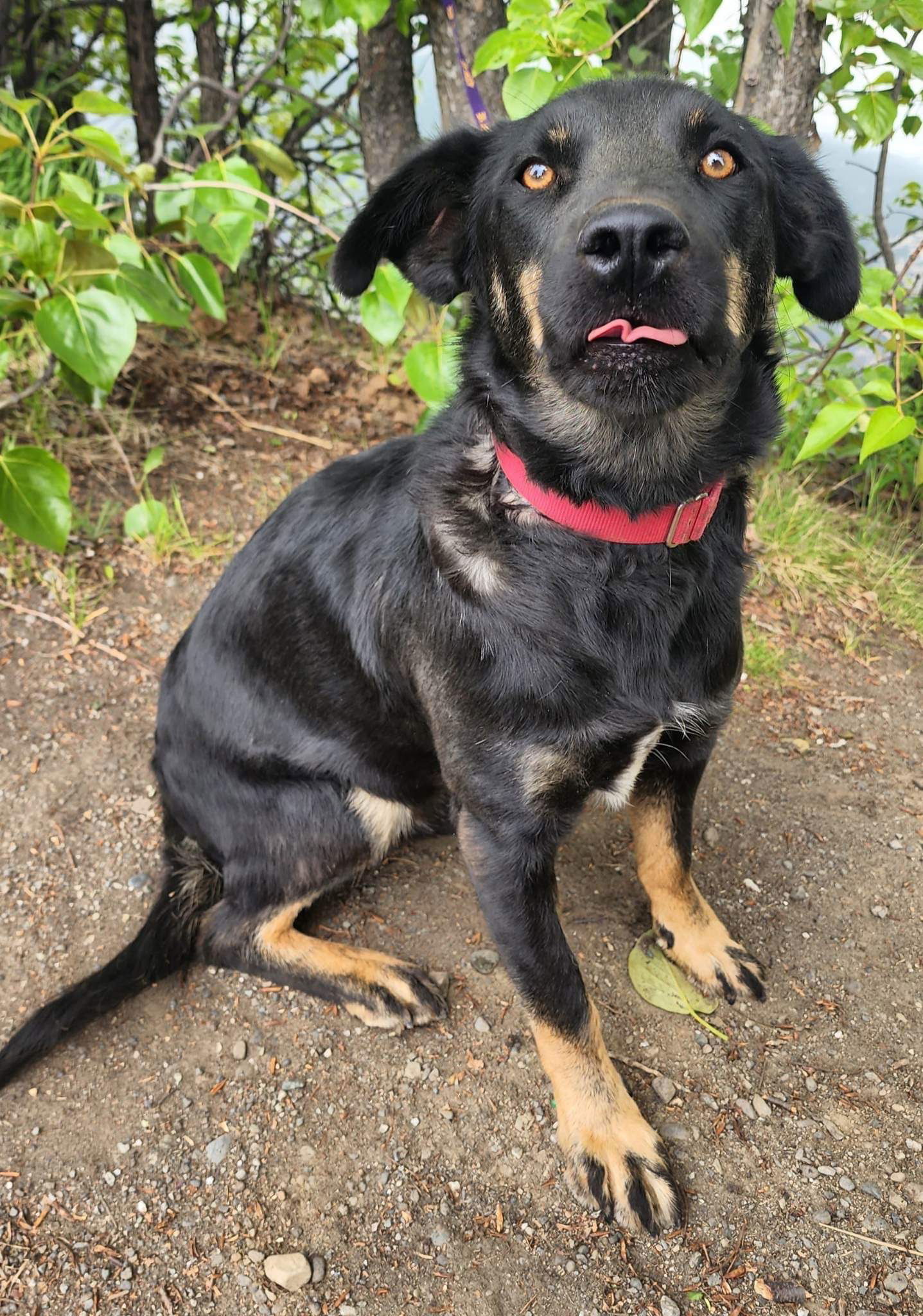 Chubby, an adoptable Husky in Anchorage, AK, 99503 | Photo Image 3