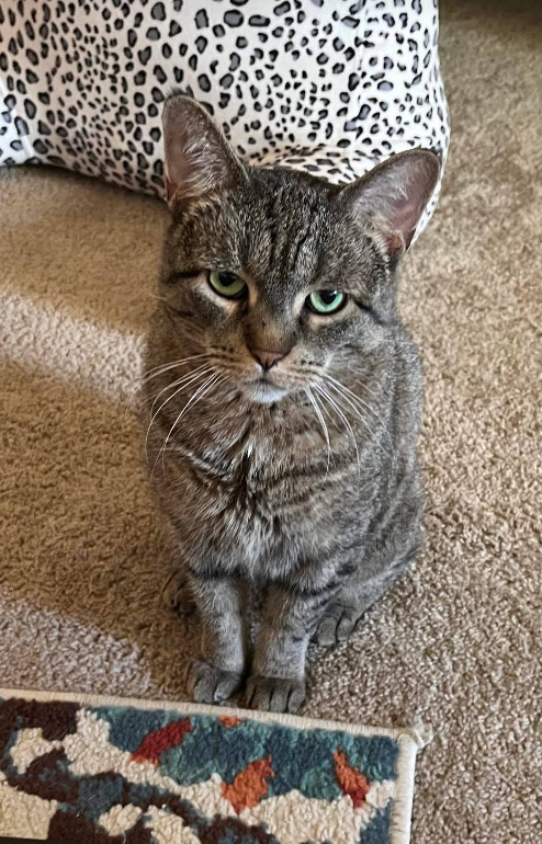 Sophie, an adoptable Domestic Short Hair in Coralville, IA, 52241 | Photo Image 1