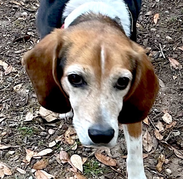 Dfw best sale beagle rescue