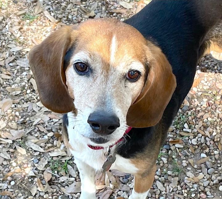 Beagle store adoption dfw