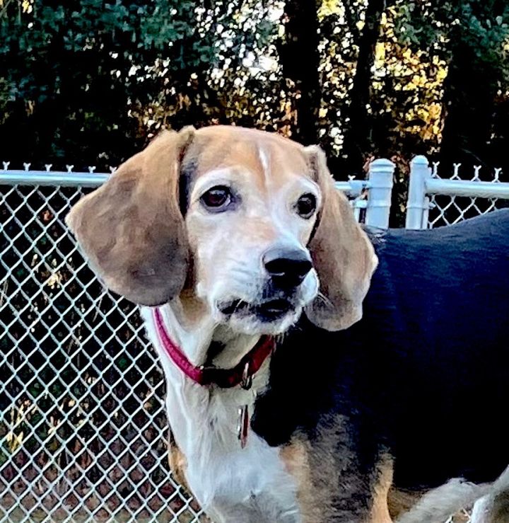 Beagle store adoption dfw