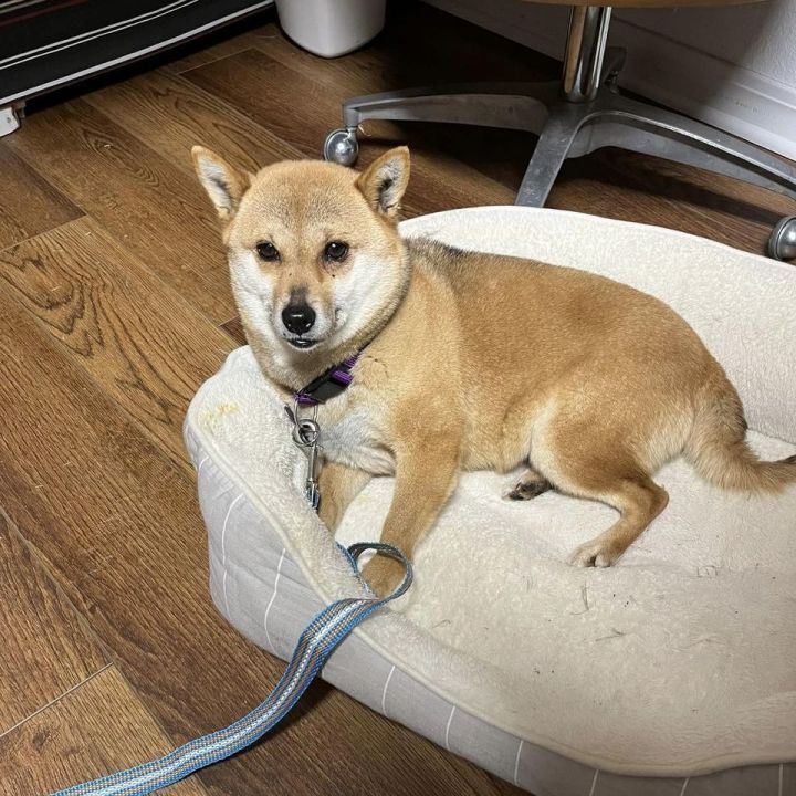 Shiba inu hot sale petfinder