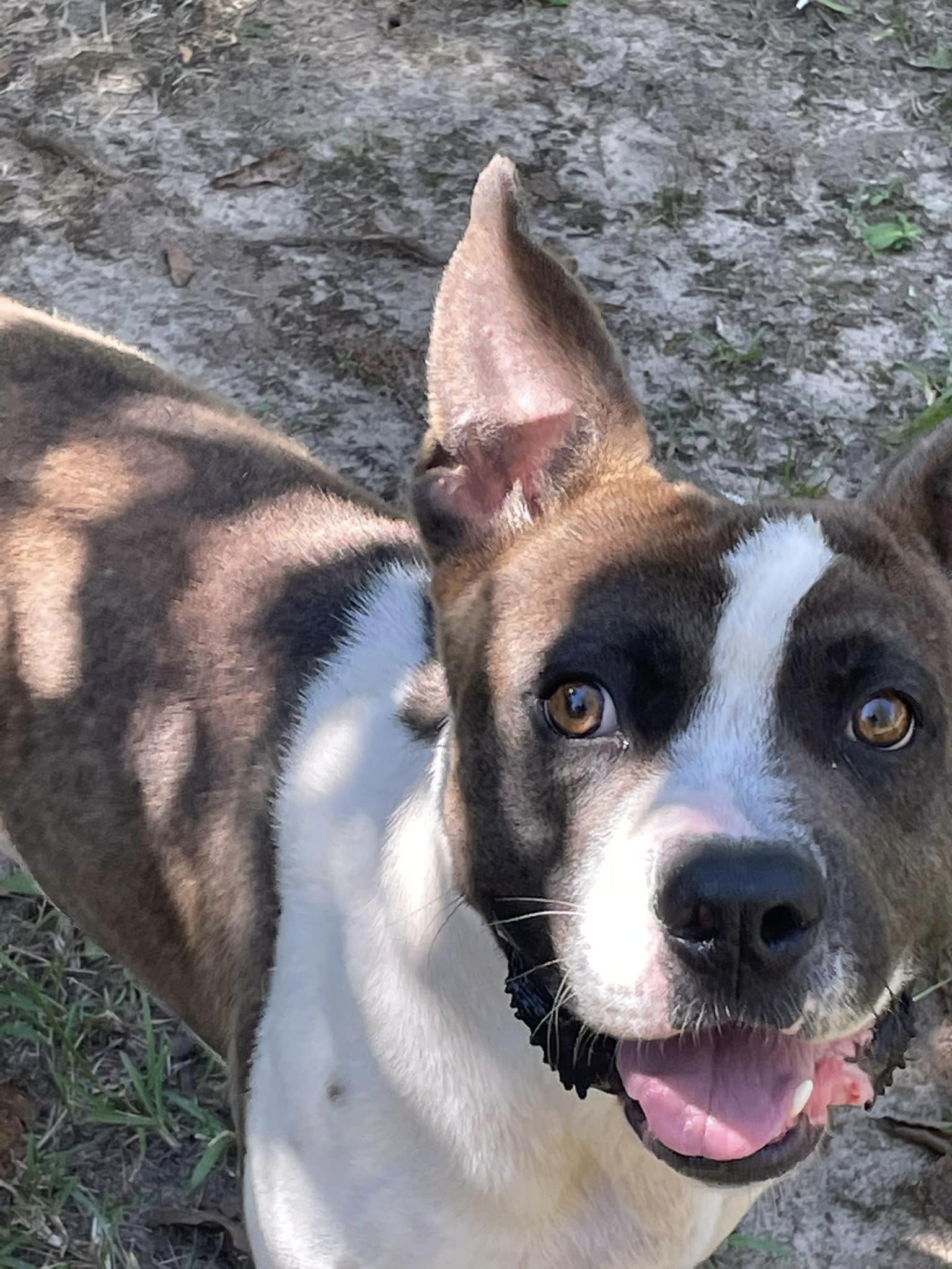 Bugsy, an adoptable Boxer, Mixed Breed in Demopolis, AL, 36732 | Photo Image 1