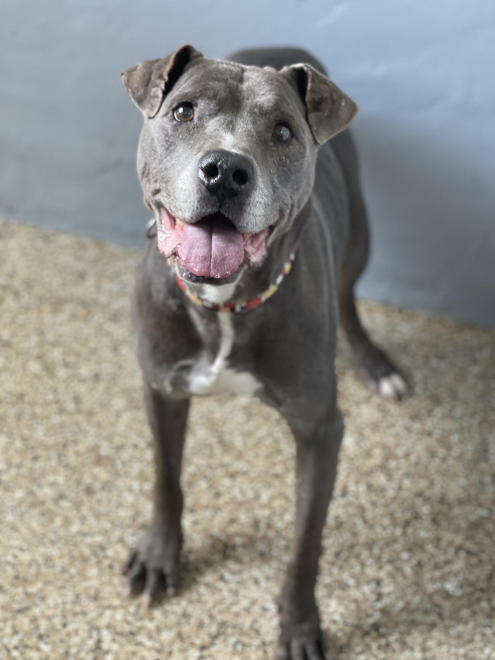 Amos, an adoptable Pit Bull Terrier in Incline Village, NV, 89450 | Photo Image 1