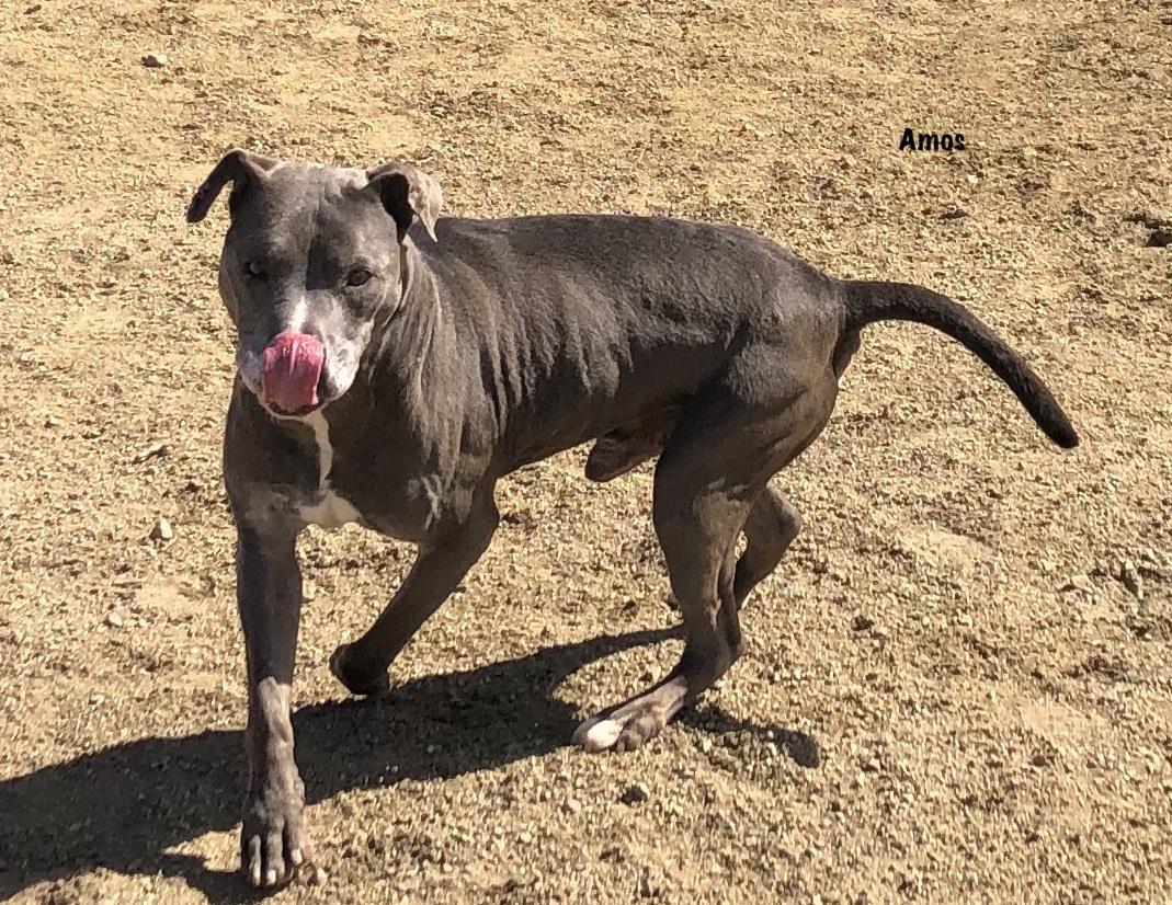 Amos, an adoptable Pit Bull Terrier in Incline Village, NV, 89450 | Photo Image 2