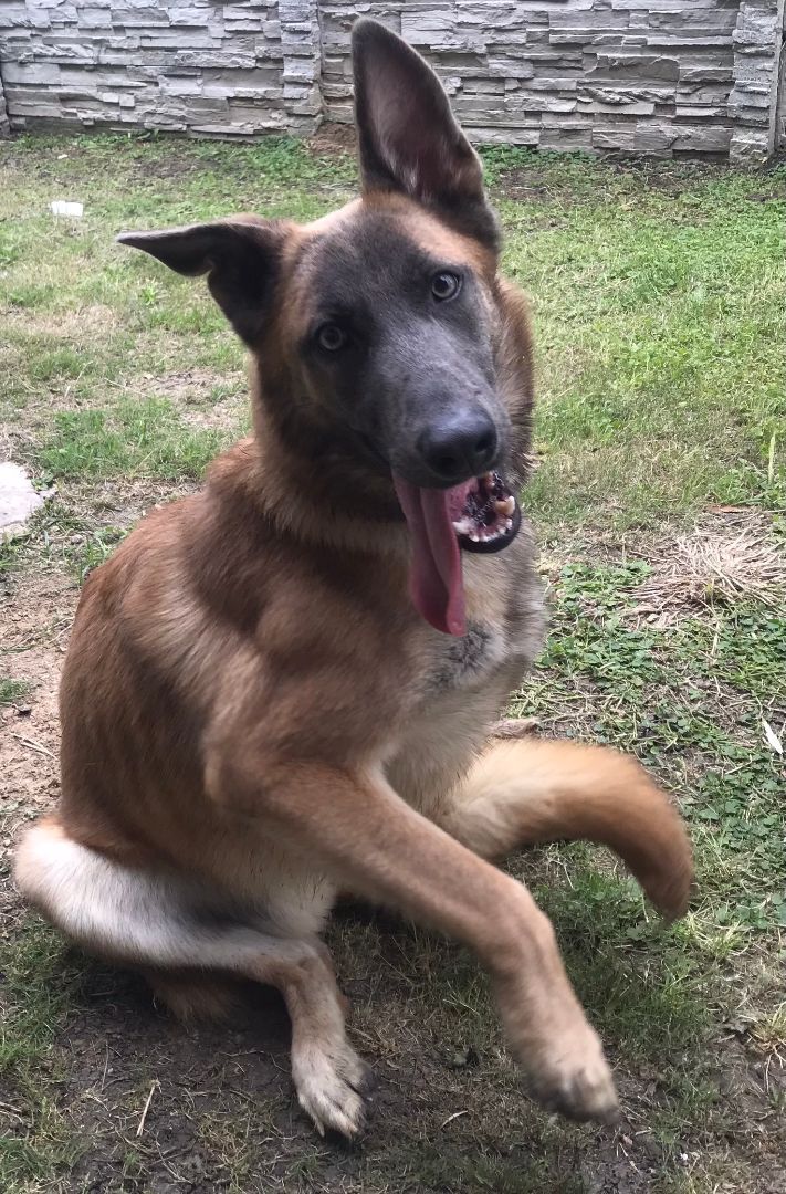 Lana, an adoptable Belgian Shepherd / Malinois & German Shepherd Dog Mix in Seabrook, TX_image-1