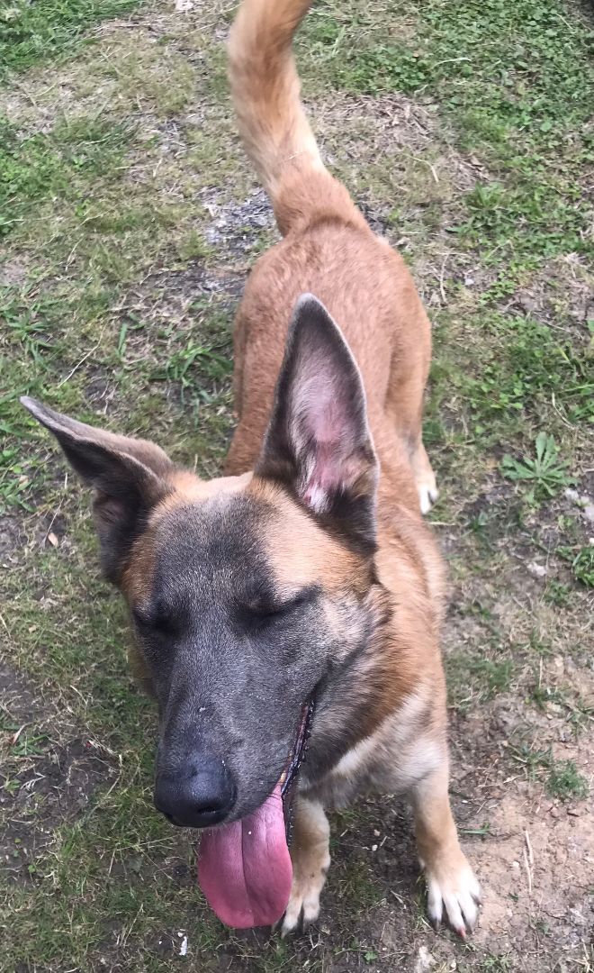 Lana, an adoptable Belgian Shepherd / Malinois & German Shepherd Dog Mix in Seabrook, TX_image-5