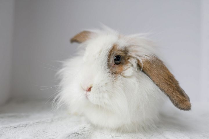 Maro, an adoptable Lionhead Mix in Portland, OR_image-1