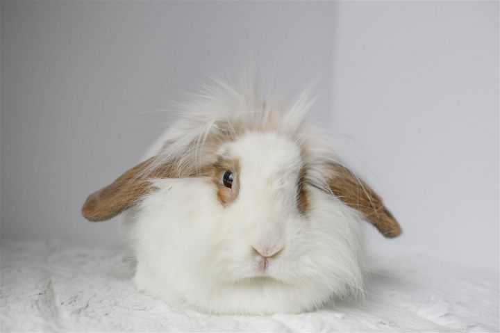Maro, an adoptable Lionhead Mix in Portland, OR_image-3