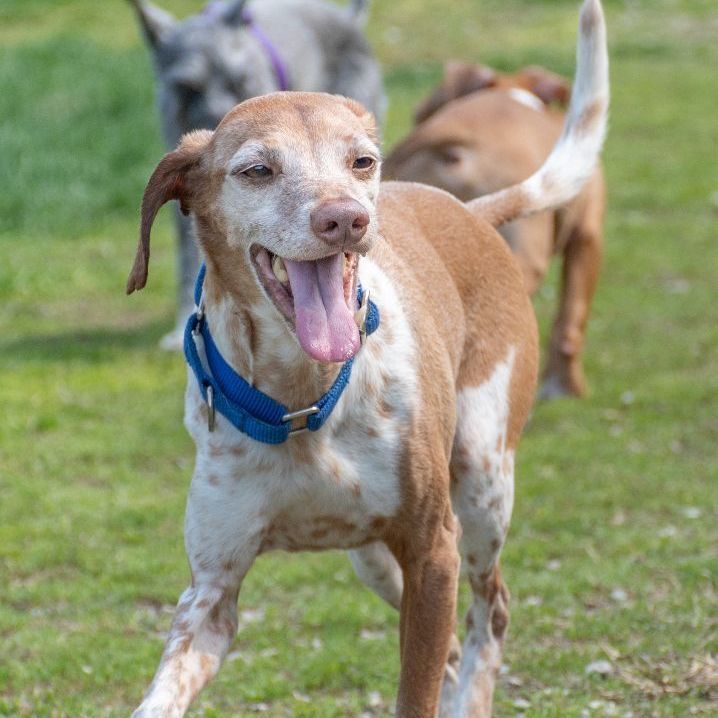 Mr. Petey, an adopted Whippet & Beagle Mix in Indiana, PA_image-1