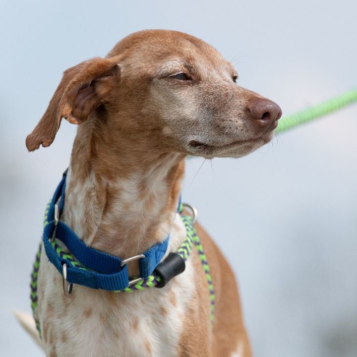 Mr. Petey, an adopted Whippet & Beagle Mix in Indiana, PA_image-6