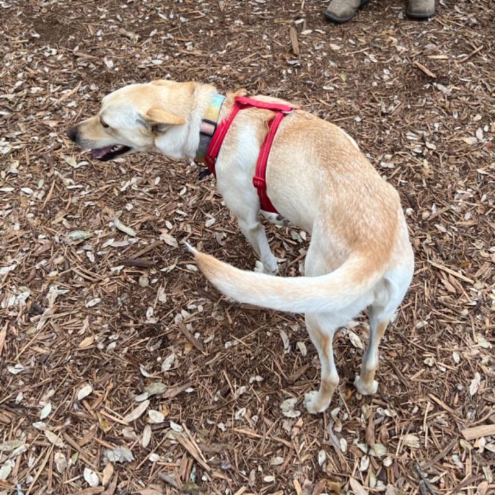 Star, an adoptable Labrador Retriever & Terrier Mix in Cameron , MO_image-4