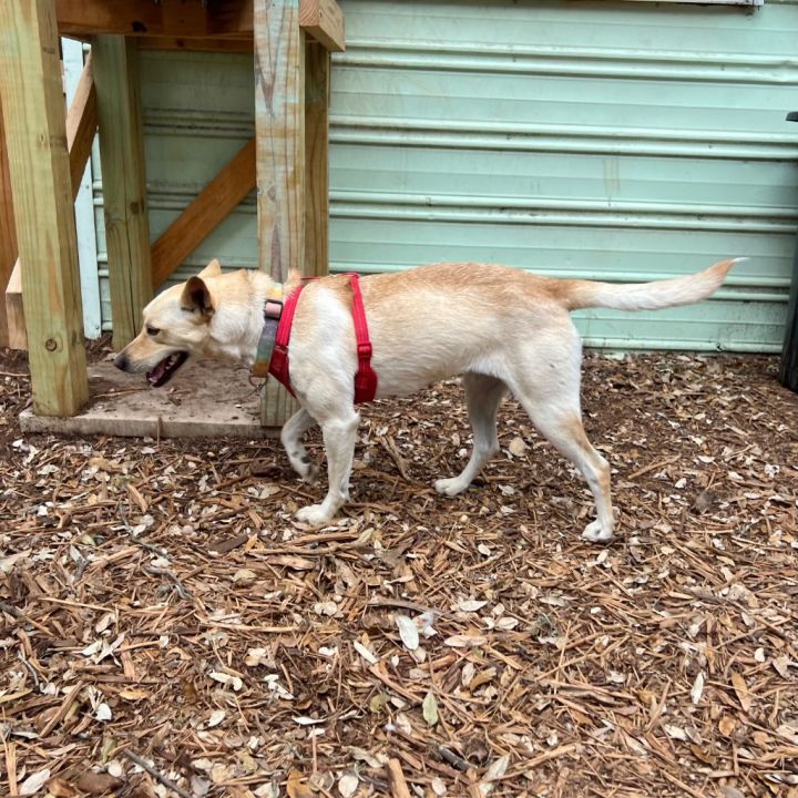 Star, an adoptable Labrador Retriever & Terrier Mix in Cameron , MO_image-5