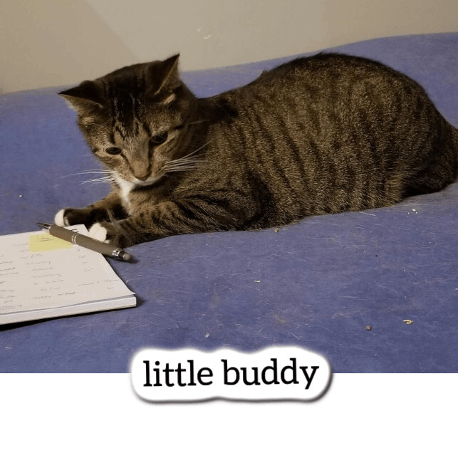 Little Buddy, an adoptable Domestic Short Hair Mix in Pittstown, NJ_image-2