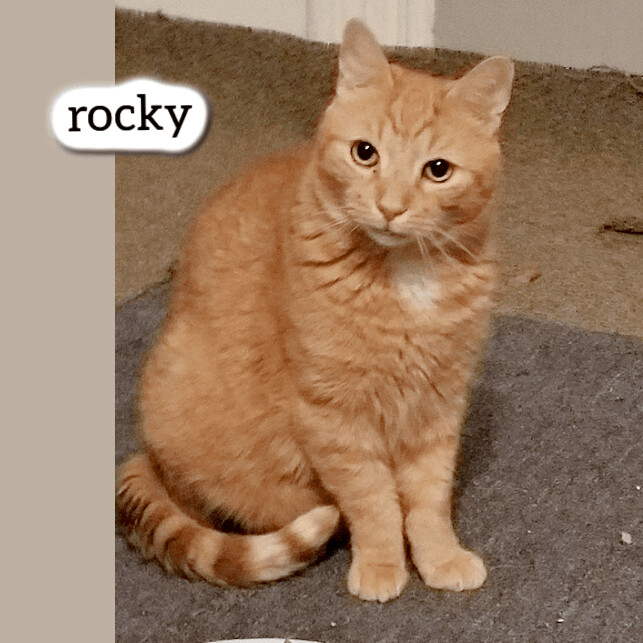 Rocky, an adoptable Domestic Short Hair in Pittstown, NJ_image-1