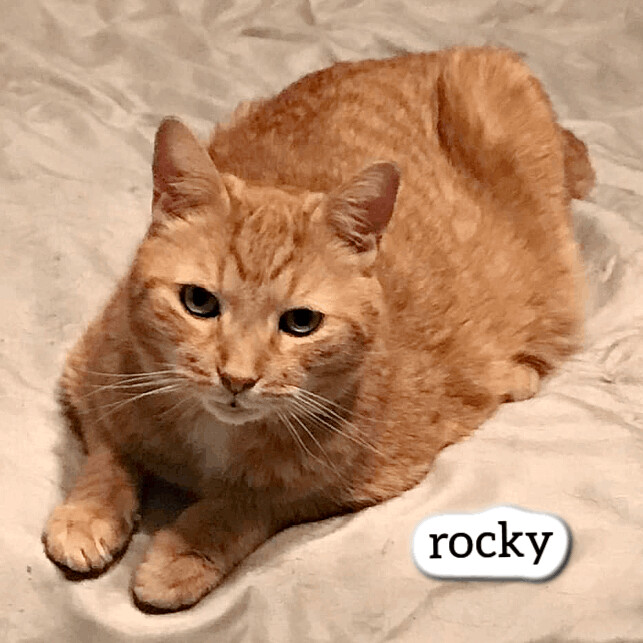 Rocky, an adoptable Domestic Short Hair in Pittstown, NJ_image-2