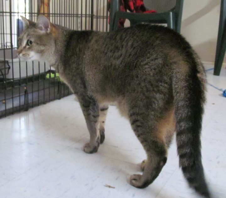 SALT, an adoptable Tabby & Domestic Short Hair Mix in Crystal River, FL_image-2