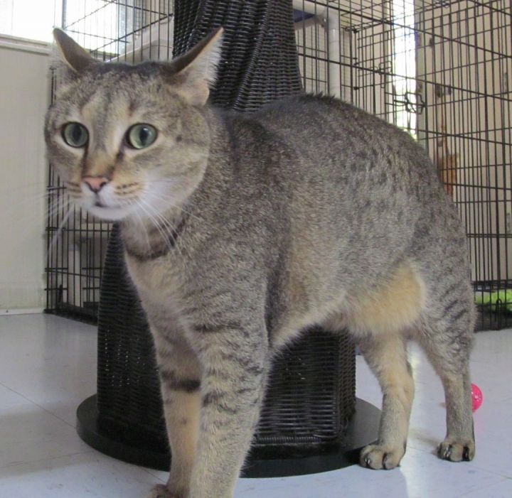 SALT, an adoptable Tabby & Domestic Short Hair Mix in Crystal River, FL_image-4