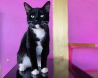 Buttons, an adoptable Tuxedo & Domestic Short Hair Mix in Woodland Hills, CA_image-1