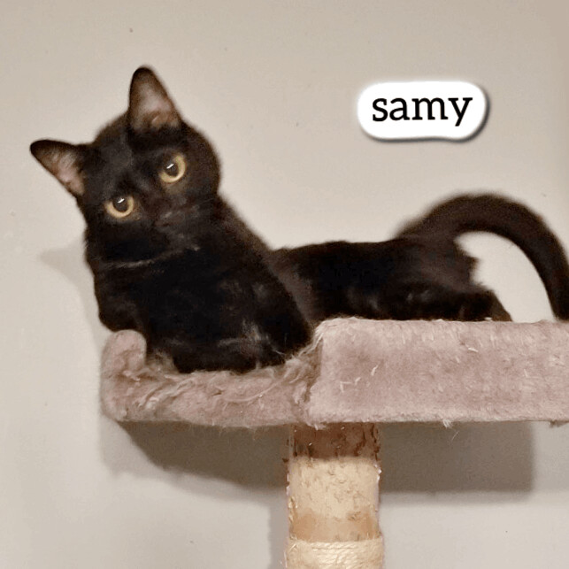 Samy, an adoptable Domestic Short Hair in Pittstown, NJ_image-1