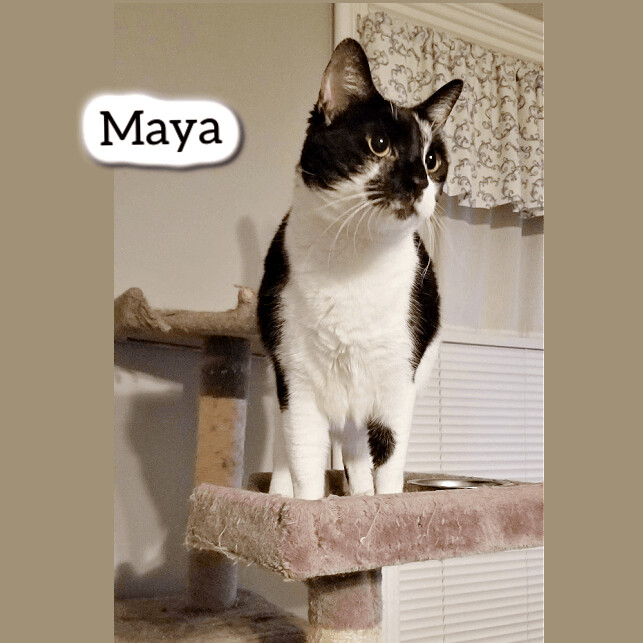 Maya 1