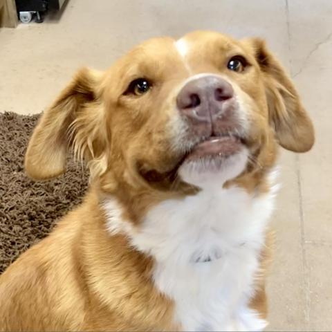 can a nova scotia duck tolling retriever and a kars be friends