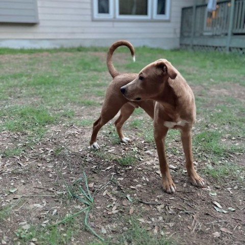 Zion, an adoptable Terrier in San Antonio, TX_image-2