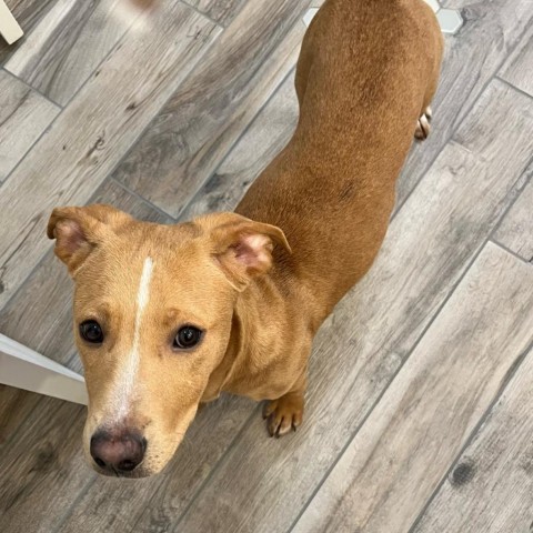 Zion, an adoptable Terrier in San Antonio, TX_image-3