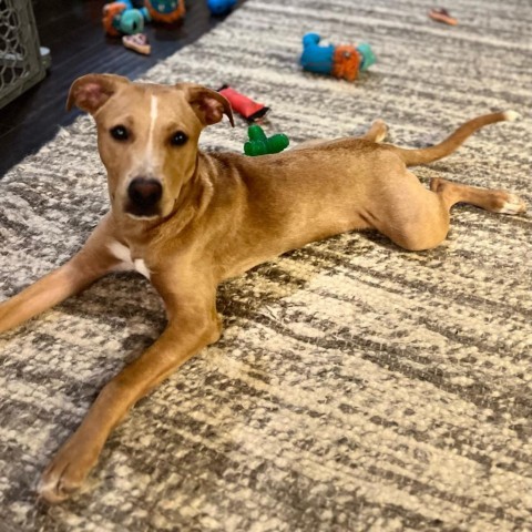 Zion, an adoptable Terrier in San Antonio, TX_image-6