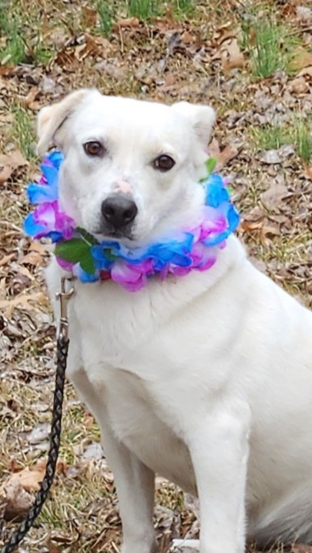 American eskimo best sale dog chihuahua mix