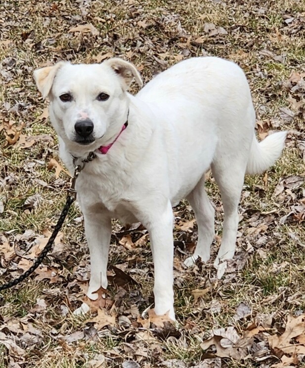 Pumpkin, an adoptable American Eskimo Dog & Chihuahua Mix in Bartlesville, OK_image-3