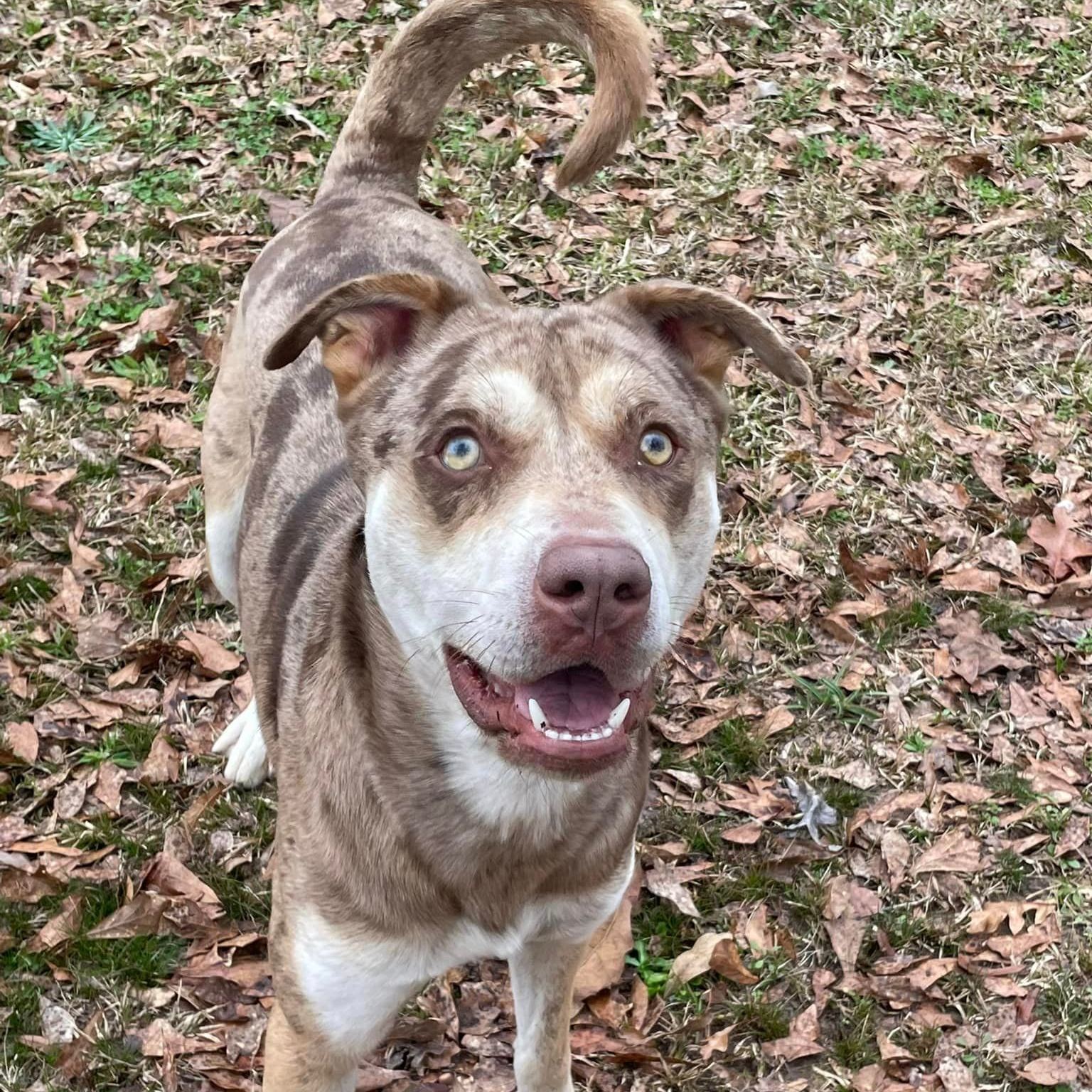 Rummy, an adoptable Catahoula Leopard Dog, Mixed Breed in Demopolis, AL, 36732 | Photo Image 1